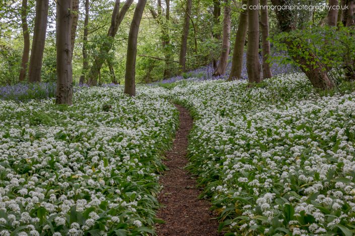 Colin Morgan Photography © Bluebells & Garlic at Bothal Woods, Northumberland. Ref 2265 Landscape Photograph | Print | Canvas